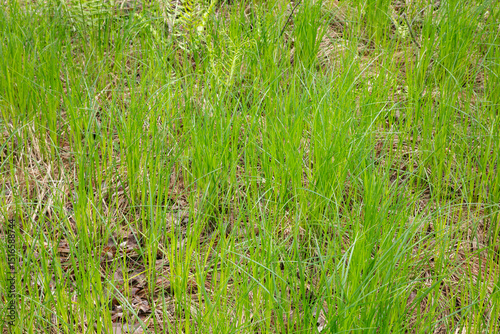 Close up view of tall grass photo