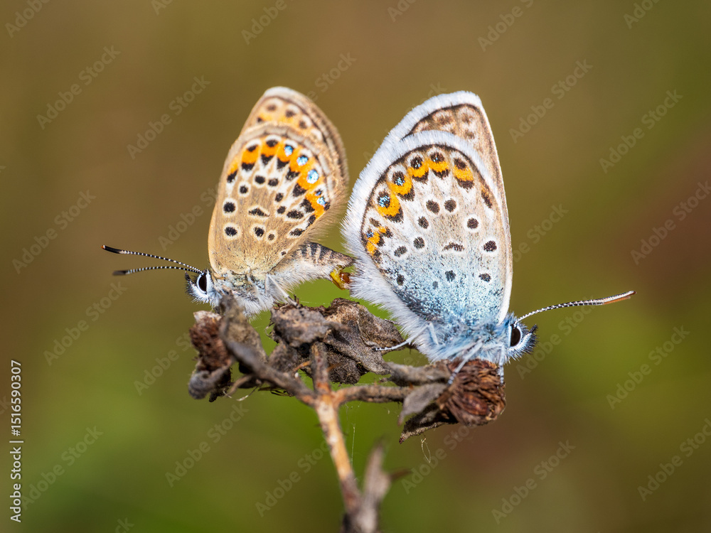 Obraz premium Silver-studded Blue Butterflies Mating. Side View.