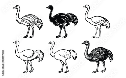 Vector illustration of funny cartoon birds, wild animals with feather and white backround .