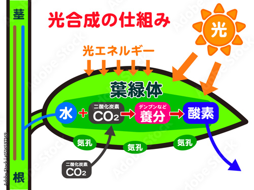 植物と光合成の仕組みの図解イラスト素材