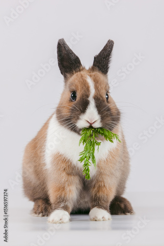 A fluffy rabbit is happily munching on a sprig of greens, showcasing its adorable features. Its fur is a blend of browns and whites, adding to its charm in a well-lit indoor environment.