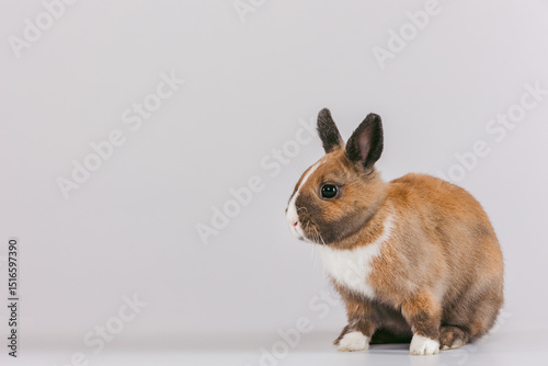 A small rabbit with brown and white fur sits quietly. Its ears stand alert as it surveys its surroundings. The soft lighting enhances the rabbit's features in a serene indoor space.