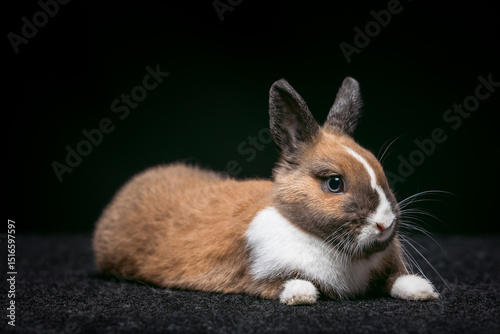 A small rabbit lies comfortably on a dark surface, showcasing its brown and white fur. The rabbit's ears are perked, and its blue eyes reflect curiosity and calmness.
