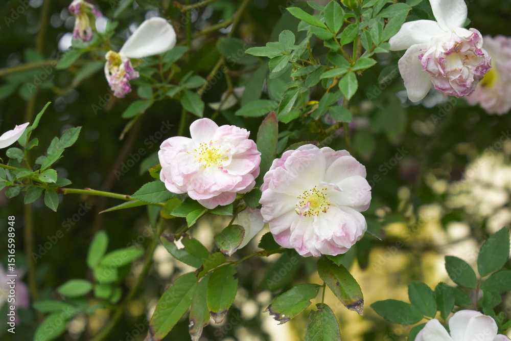 Obraz premium Rosa great maiden's blush pink flower, Spring Flowering Soft Pink Flower Heads on an Old English Rose (Rosa 'Great Maiden's Blush) with leaves, Pink double Alba rose Maiden's Blush flowers in a garden