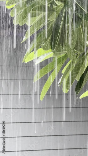 Rain is falling on lush green trees. Good video background for captions and short poems