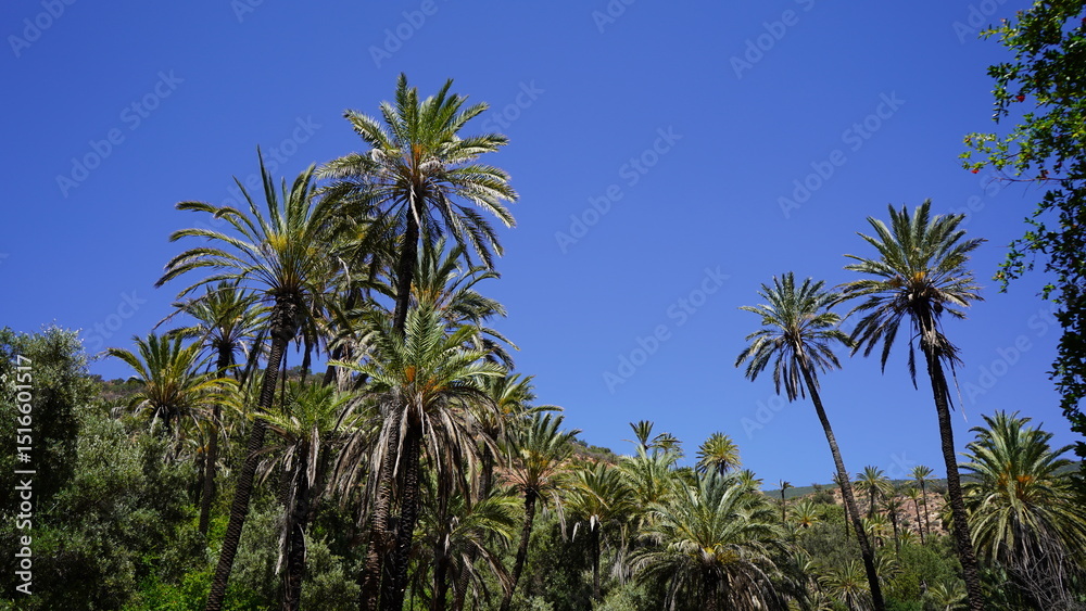 Tropical Vegetation and Palm Trees in Aqsseri Agadir, Moroccan Highlands Tropical Vegetation and Palm Trees in Aqsseri Agadir, Moroccan Highlands