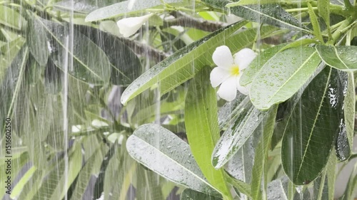 Rain is falling on lush green trees. Good video background for captions and short poems