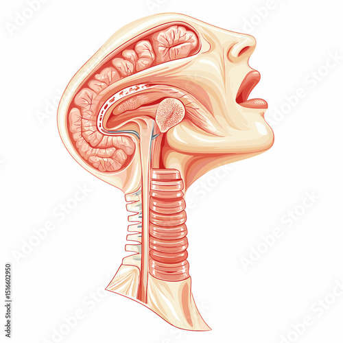 Detailed Anatomical Illustration of Human Head and Neck Featuring the Brain Cross Section and Internal Organs on White Background