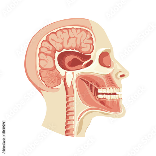 Detailed Anatomical Illustration of Human Head Cross Section Featuring Brain Structure and Skeletal System for Medical or Scientific Purposes