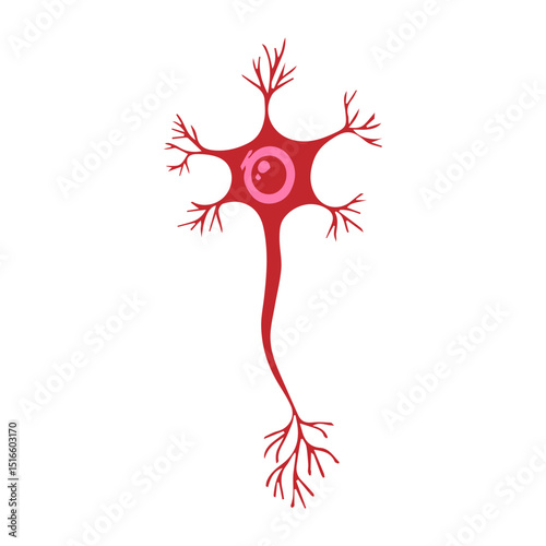 multipolar neuron