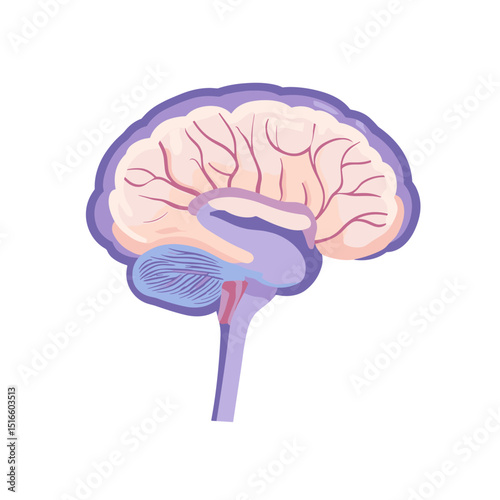 Detailed Brain Anatomy Illustration in Lavender and Peach Tones Medical Science Health Mind and Body Diagram on White Background