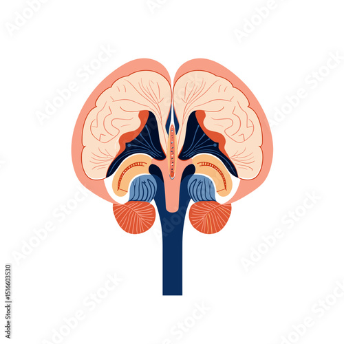 Detailed Brain Cross Section Illustration Showing Cerebral Anatomy and Structure in Neutral Colors on White Background