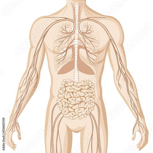 Detailed Human Lymphatic System and Internal Organs on White Background Anatomical Illustration