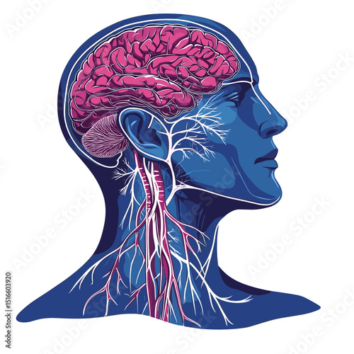 Detailed Illustration of Human Head Anatomy with Pink Brain and Nervous System in Blue and White Colors
