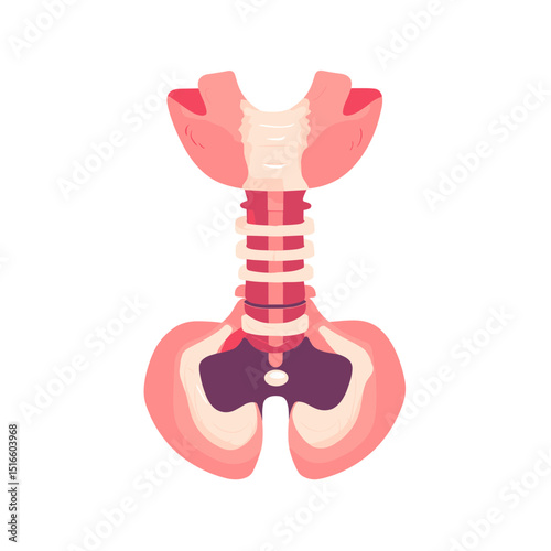 Detailed Illustration of Human Respiratory System Including Lungs and Trachea in Pink and White Colors on a White Background