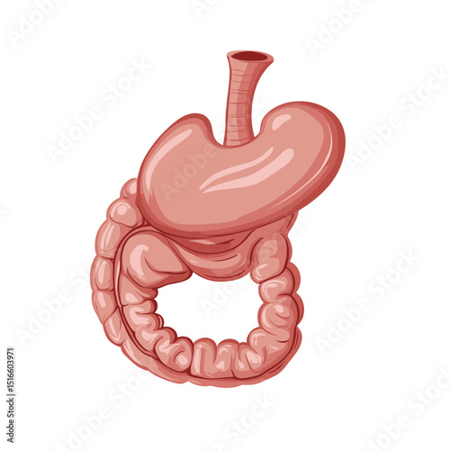 Detailed Illustration of Human Stomach and Intestine Organs in an Anatomical Digestive System Isolated on White Background