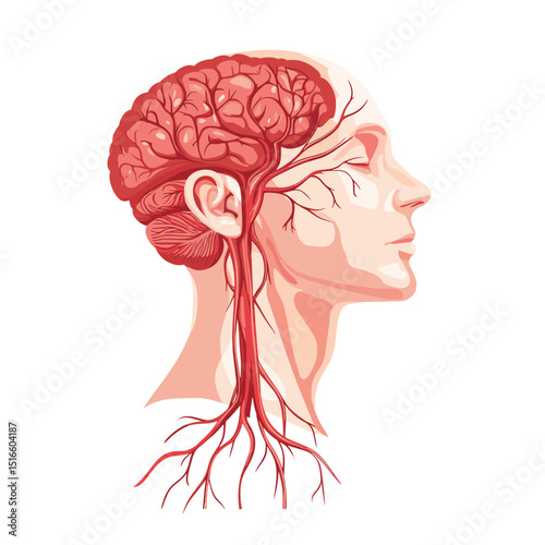 Detailed Medical Illustration of a Human Head Brain and Vascular System in Coral Color Isolated on White Background