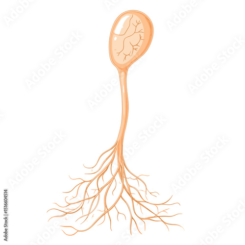 Detailed Orange Neuron Cell Body with Connected Nerve Fibers on White Background