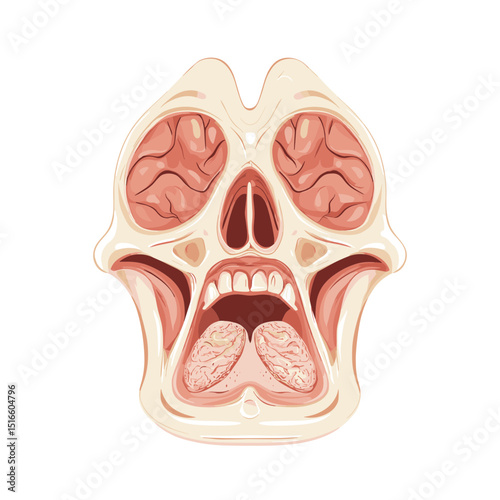 Detailed Skull Internal Anatomy Cross Section Medical Illustration Featuring Bones Cranium and Jaws