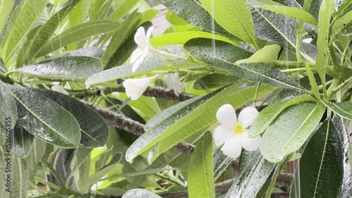 Rain is falling on lush green trees. Good video background for captions and short poems