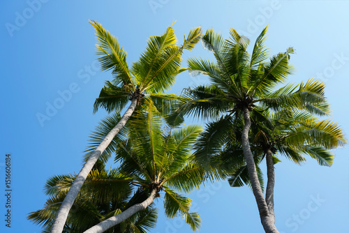 Fototapeta Naklejka Na Ścianę i Meble -  coconut palm tree and blue sky