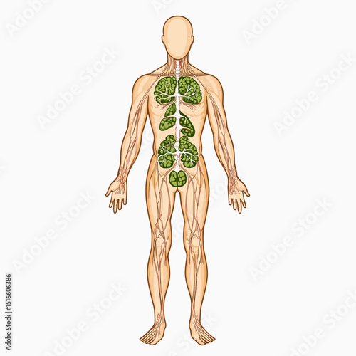 Human Body Lymphatic System Anatomy Detailed Illustration Showing Lymph Nodes and Vessels on a Light Background for Educational or Medical Purposes