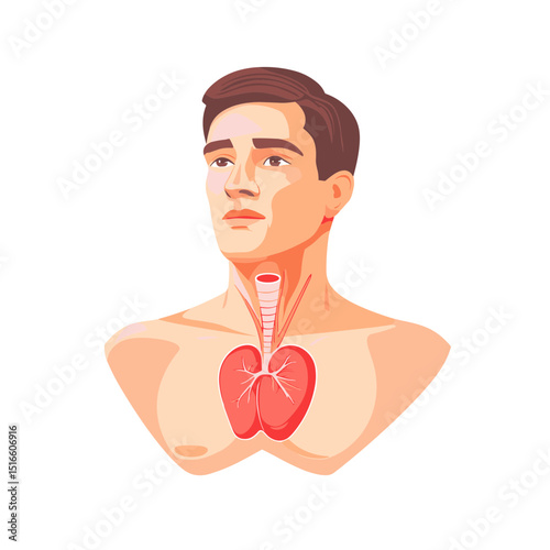 Illustration of Human Anatomy with Thyroid Gland Isolated on White Background Depicting Medical and Healthcare Concepts