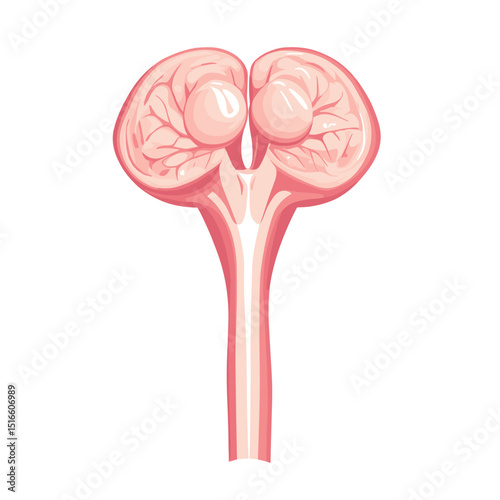 Illustration of Human Internal Reproductive System Anatomy in Pink Color Scheme with Intestine Vessels and Organ Details Isolated on White Background