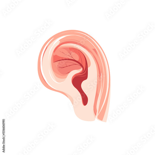 Illustration of Human Ear Anatomy in Pink Tones Depicting Auditory Organ Structure and Health on a White Background