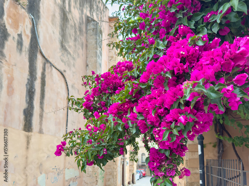 Fototapeta Naklejka Na Ścianę i Meble -  Bougainvillea flower, blooming plant closeup. Greece. Crete island, Chania old town