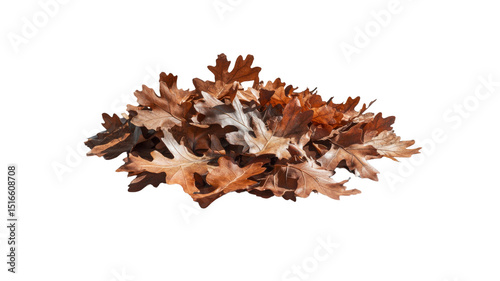 Pile of Dried Oak Leaves Isolated on Transparent Background
