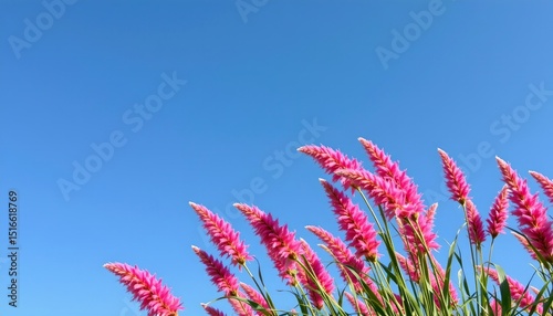 an outdoor scene featuring tall pink flowers with slender stems in full bloom under a clear blue sky