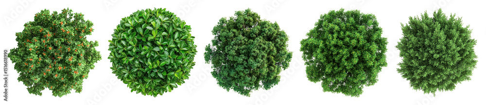 Obraz premium PNG Lush green spherical plant arrangements, element set on transparent background