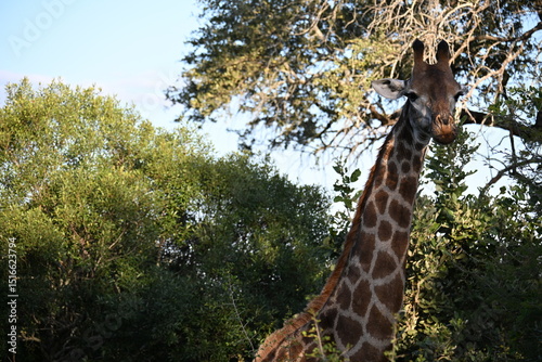 Photography giraffe in the wild