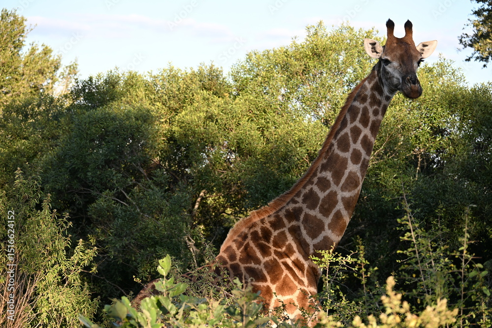 Fototapeta premium giraffe in kruger national park