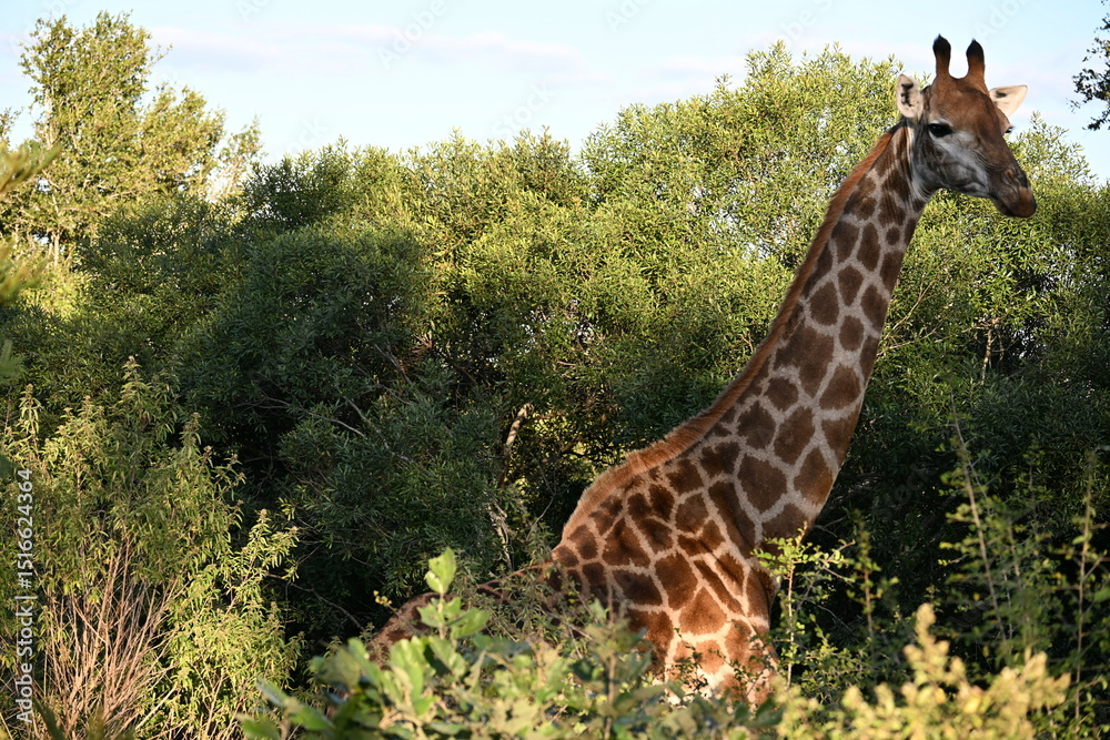 Obraz premium giraffe in kruger national park 
