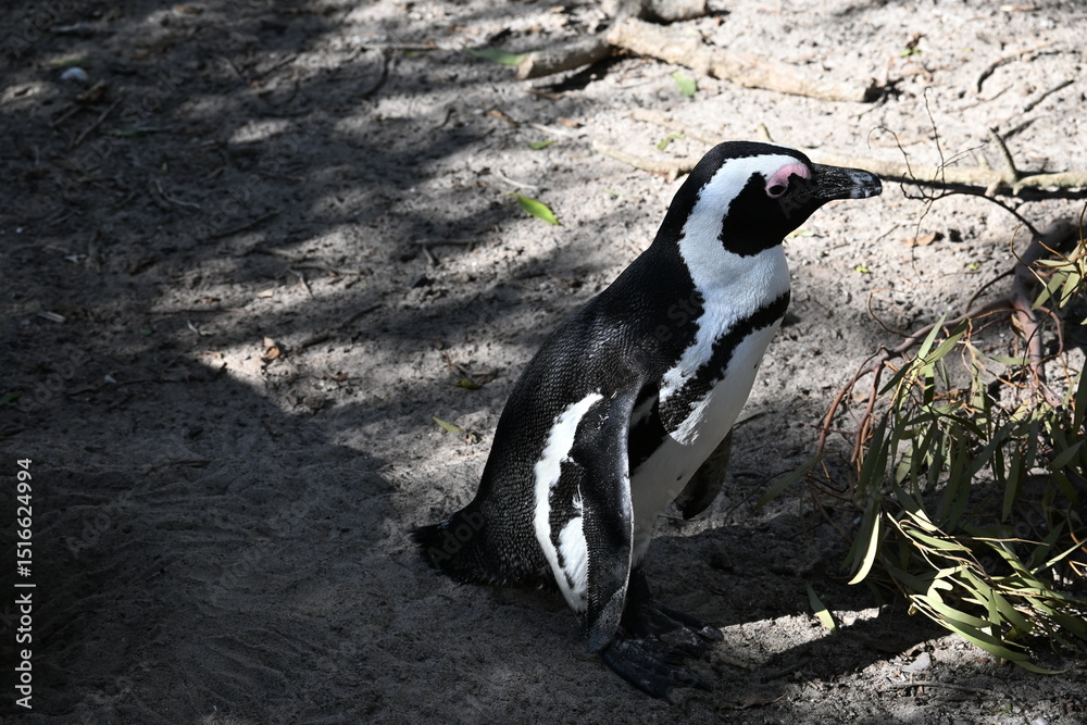 Fototapeta premium penguin on the rocks