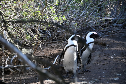 penguin on the rocks