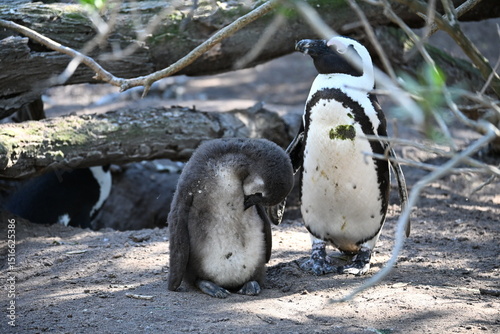 penguin on the rocks