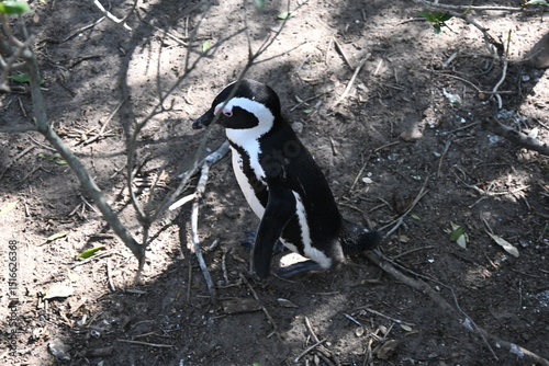 penguin on the rocks