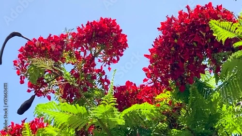 Red Flamboyant tree flowers also known as Royal Poinciana,Delonix regia,Flame tree, Phoenix flower in Tenerife,Canary Islands,Spain.Floral background,4K