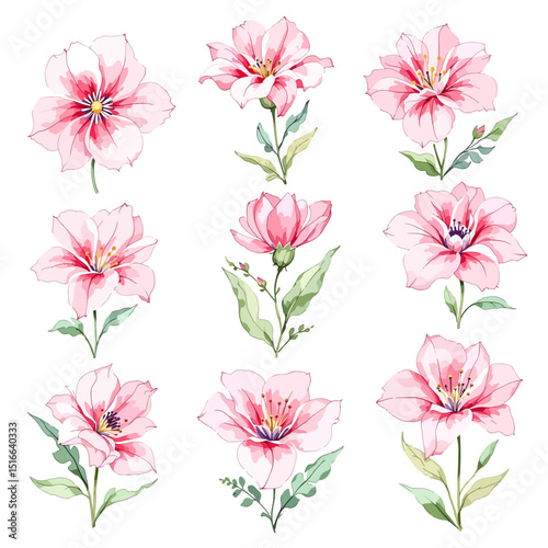 Pink peonies flowers set isolated white background. Watercolor botanical painting for floral design
