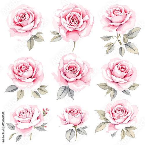 Pink rose flower watercolor hand drawn illustration
