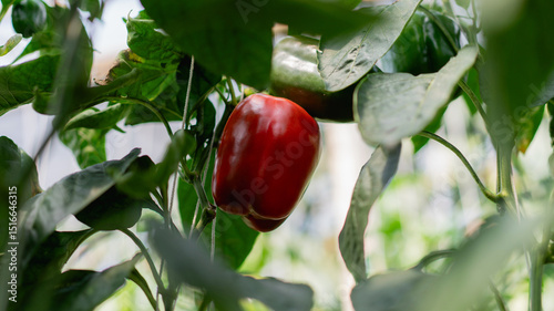 Colorful bell pepper growing naturally on a garden plant