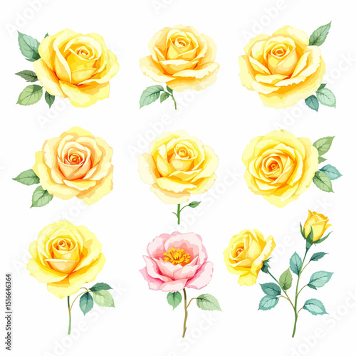 Set of watercolor yellow rose flowers on white background, Set watercolor Flowers Clipart