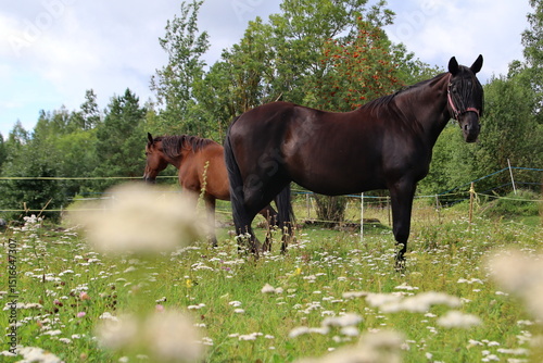 horse in the field