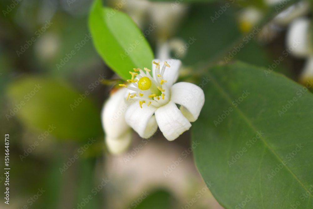 Fototapeta premium Blossoming orange tree flowers, orange blossoms, Spring harvest, closeup of Orange tree branches with flowers and leaves, buds and leaves, white little flower closeup, Chakwal, Punjab, Pakistan