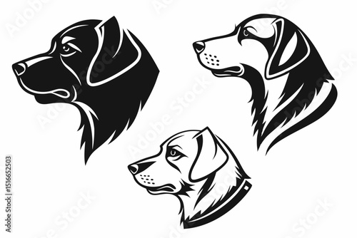 black and white dog