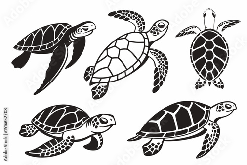 turtle