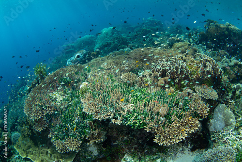 Fototapeta Naklejka Na Ścianę i Meble -  A diverse array of corals and colorful fish thrive on a reef in the Pantar Strait, near the island of Alor, Indonesia. This tropical region harbors spectacular marine biodiversity.